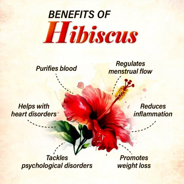 Hibiscus Powder-02